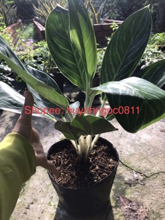 Cây bạch mã hoàn tử