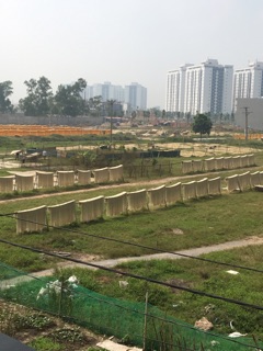 Miến dong