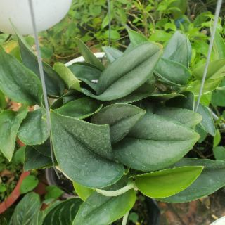 Trầu bà Ngọc Trai