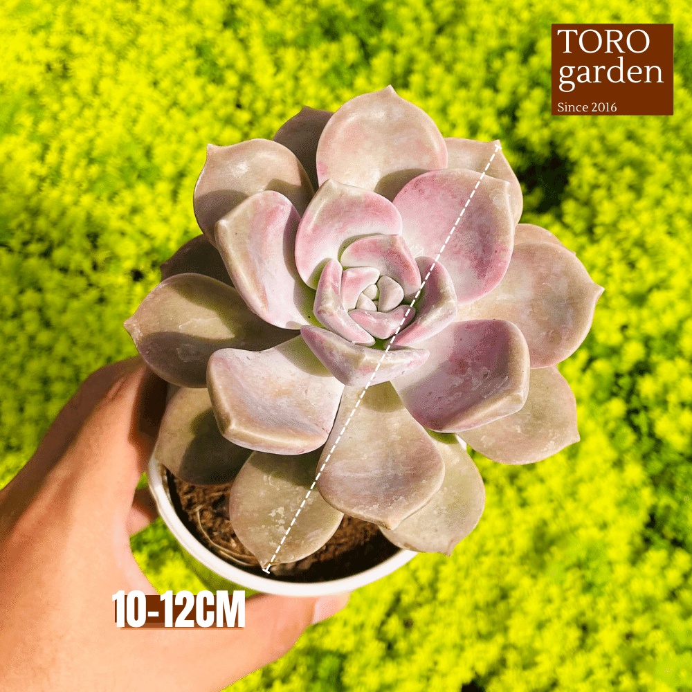 Sen đá hồng mập Đà Lạt size trung bình cây cảnh trang trí nhà cửa Toro garden