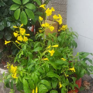 1 hộp 11 cong C 0,11 hộp 10 cong C 0,11 hộp 12 còn C 0,1