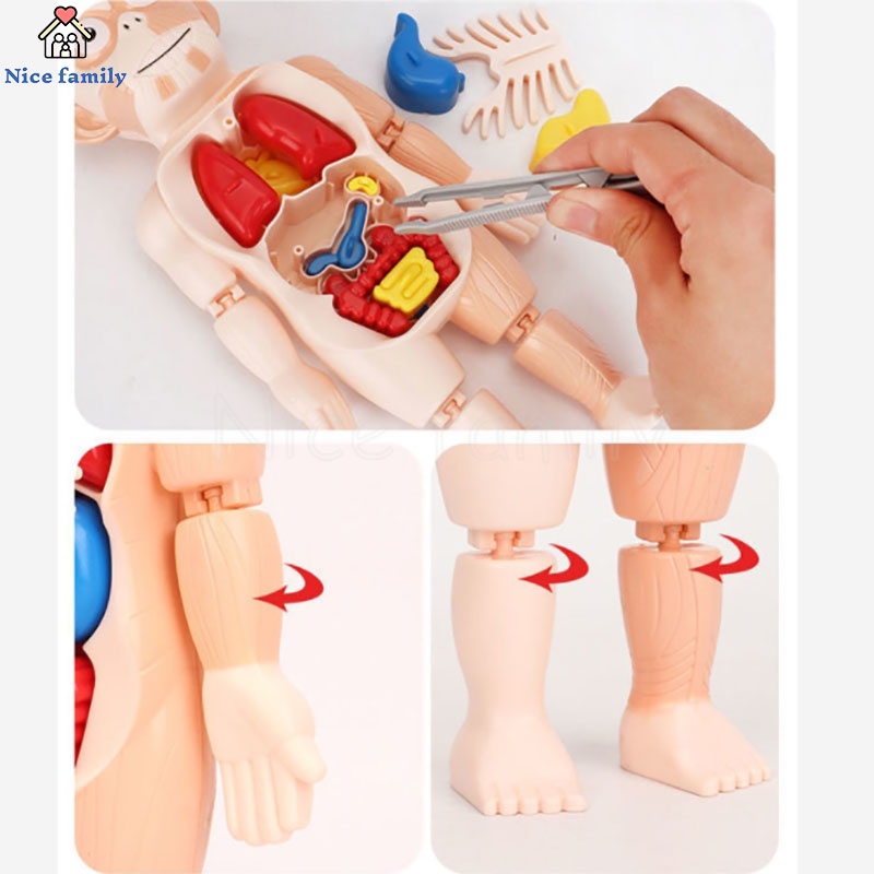 Đồ Chơi Cơ Thể Người 3D Lắp Ráp DIY Hỗ Trợ Dạy Học Y Tế Cho Bé Qy0u