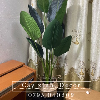 Chuối dẻ quạt 160cm vải ép cao cấp