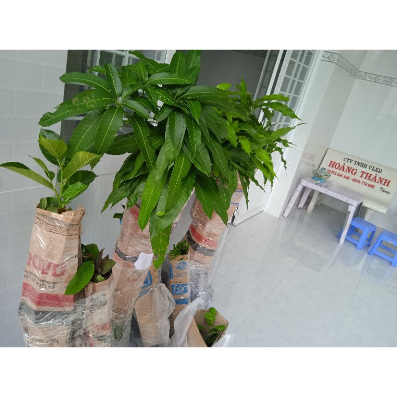 Xoài tứ quý