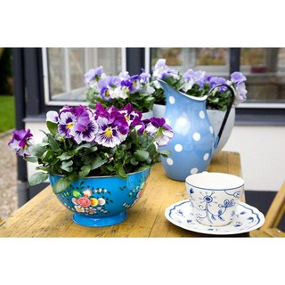 Hạt Giống Hoa Pansy Mix
