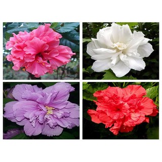 HẠT GIỐNG HOA DÂM BỤT KÉP