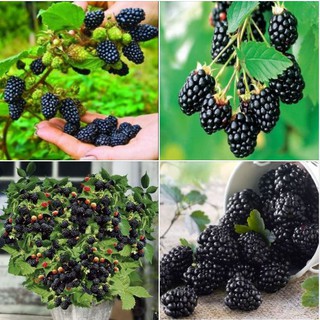 Hạt giống  cây ăn trái mâm xôi đen 30 hạt (TẶNG gói kích thích hạt nảy mầm)