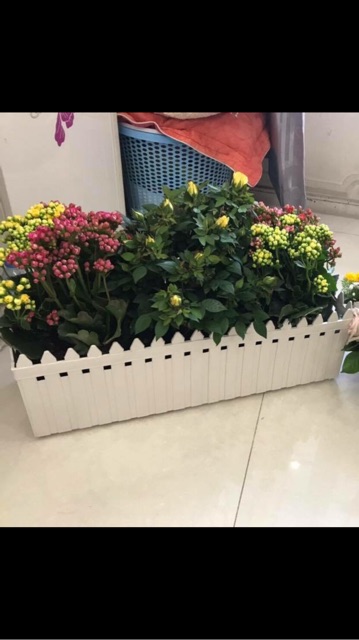 Chậu hàng rào size đại dài 60cm.