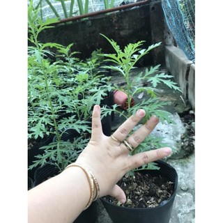 Cây Ngãi Cứu (cây thuốc cứu)