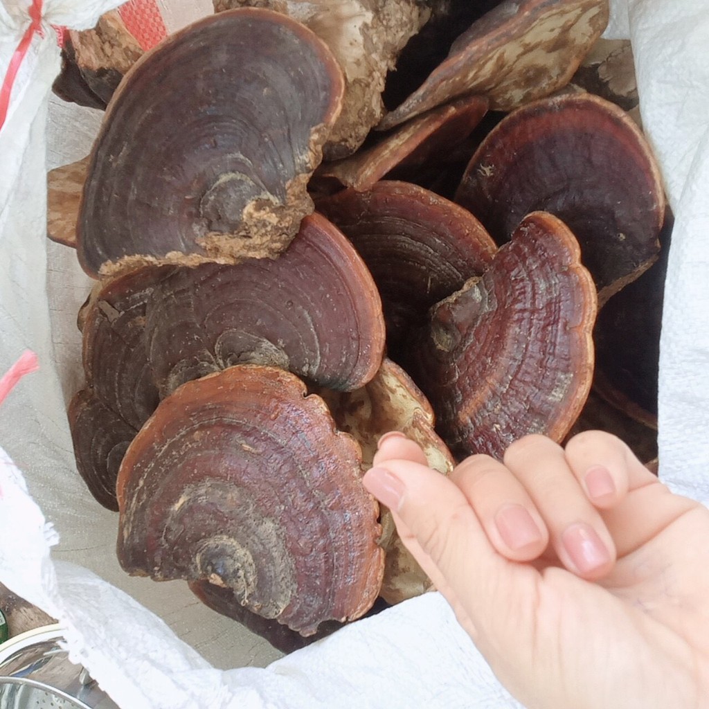 Nấm linh chi đỏ hàng chuẩn rừng tự nhiên 100% túi 500gr và 1KG