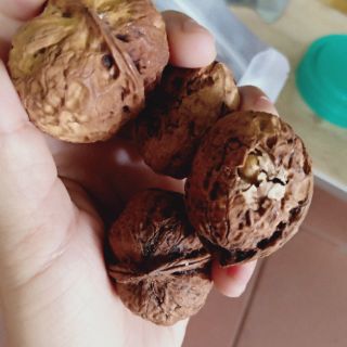 500g óc chó nếp sa pa (vỏ mỏng , cơm nhiều)