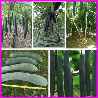 [ Hạt giống Rau] GÓI 0.5GR Hạt Giống Bí Đao Xanh Bí Sặt Cao Sản - Mina Shop