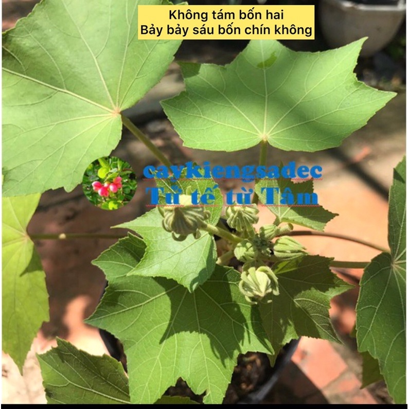 Caykiengsadec Cây giống hoa Phù dung + tặng phân bón-trang trí nội thất cảnh quan sân vườn ngoài trời - hoa kiểng lá