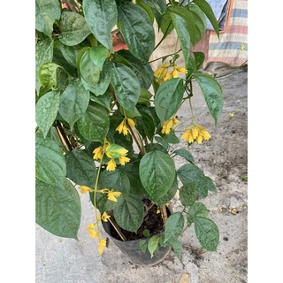 Cây Lan Hoàng Dương ( cây chuỗi Ngọc) size to