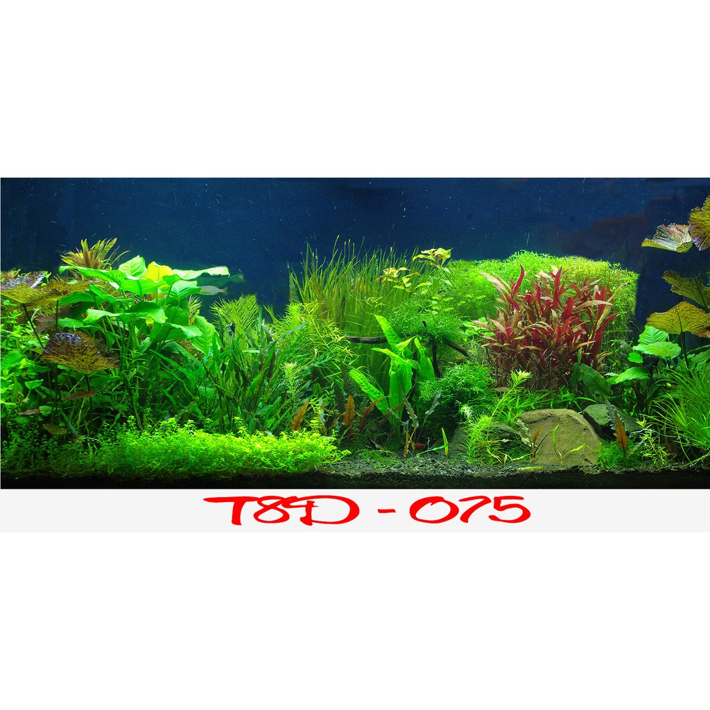Tranh 3D bể cá cảnh thủy sinh, kèm dụng cụ dán, có keo sẵn