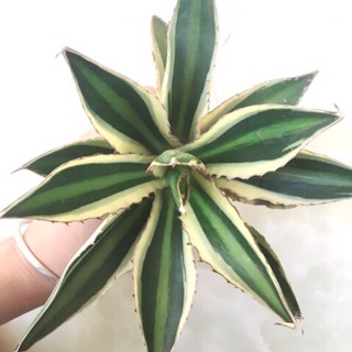 Cây agave century