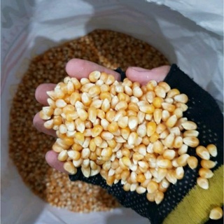 Bắp mỹ làm bắp rang bơ 500g