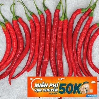 30 Hạt giống Ớt đậu đũa (tặng gói kích nẩy mầm và hướng dẫn)