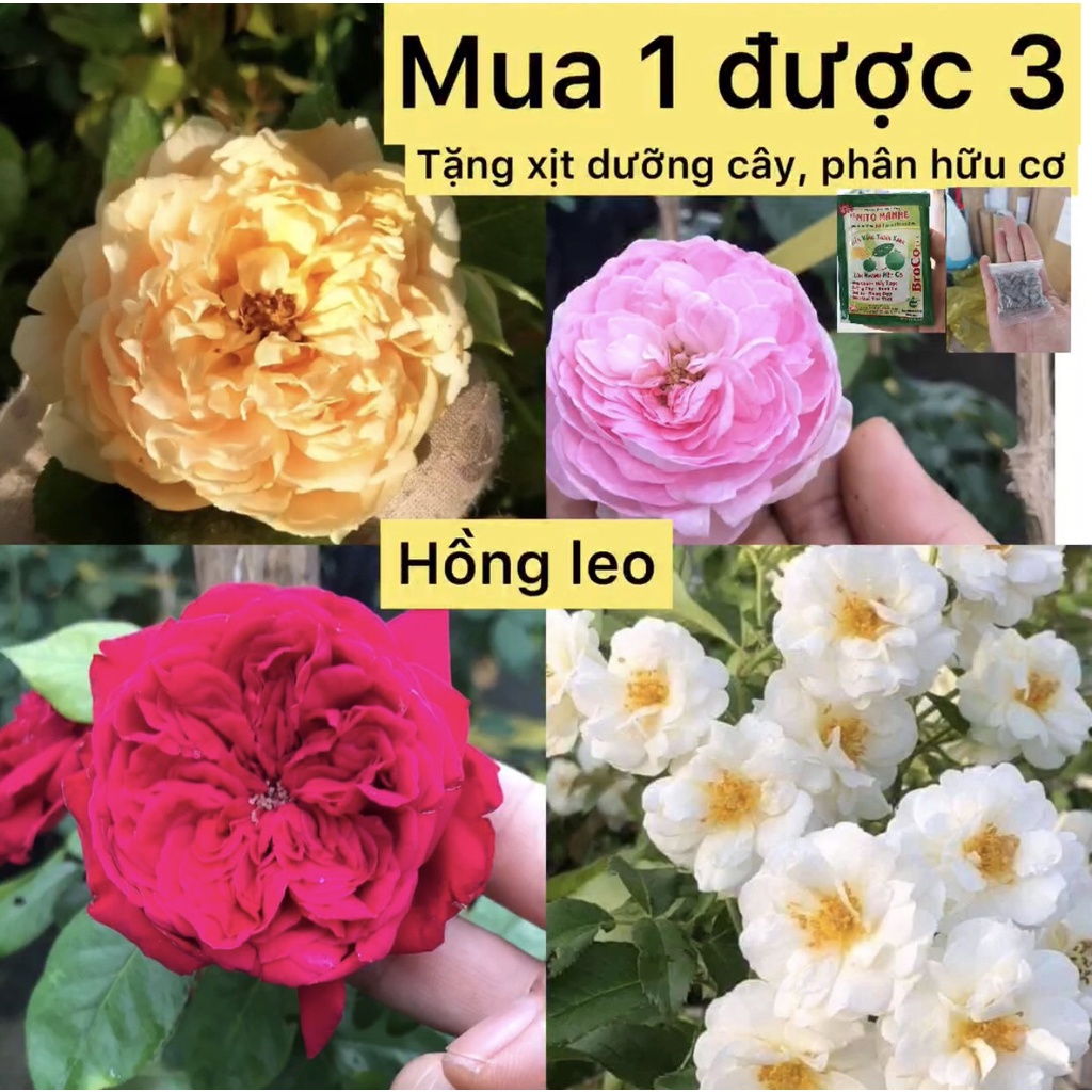 Caykiengsadec cây hoa Hồng leo  + tặng  phân bón-hoa kiểng lá-trang trí nội thất cảnh quan sân vườn ngoài trời