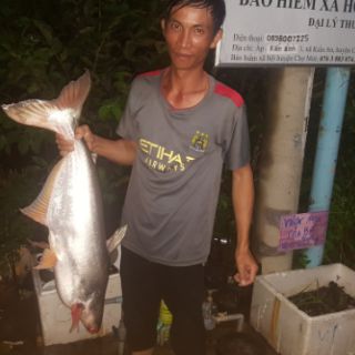TINH MÙI CÂU CÁ HƯƠNG SẦU RIÊNG