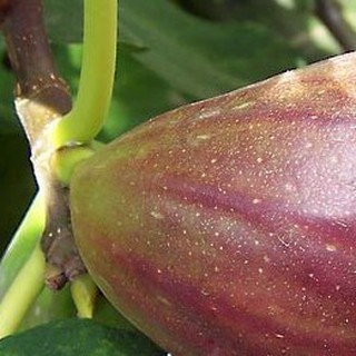 10h hạt giống sung mỹ