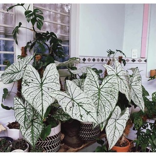 Cây (Môn Giáng Sinh Trắng Caladium white chítmas)