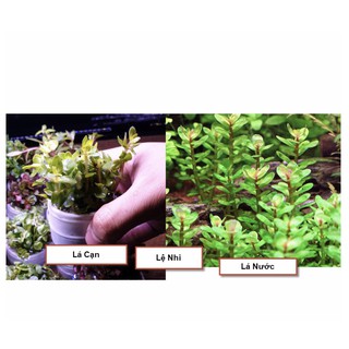 Cây Thủy Sinh: Lệ Nhi