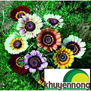 Hạt giống hoa cúc chi mix 50 hạt