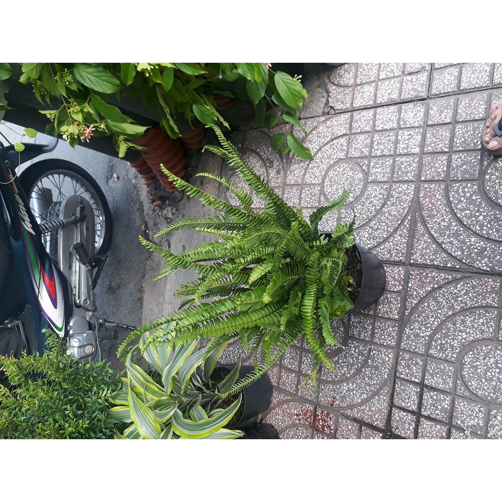 Cây DƯƠNG XỈ 60cm Hình 1 GIÁ GỐC VƯỜN 200k tặng 0.5Ldịch trùn SHIP 30PHÚT KHO QUẬN 11, 7,9,THỦ ĐỨC, PHÚ NHUẬN