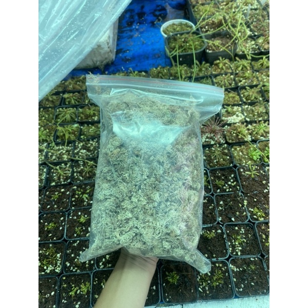Dớn trắng , giá thể trồng cây bắt mồi