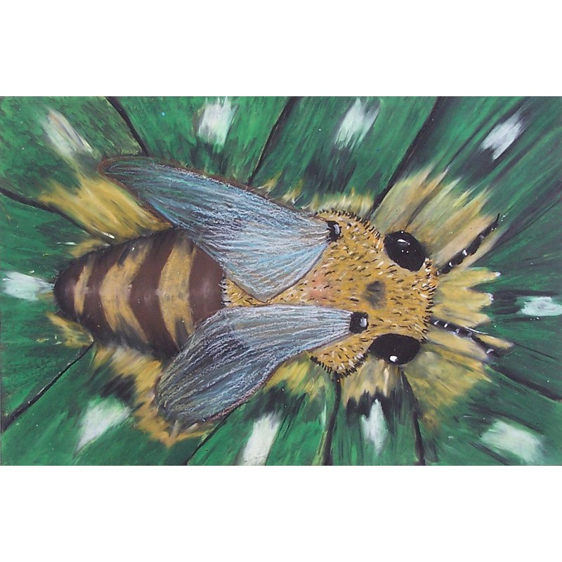 Bút Sáp Dầu Sakura Craypas Junior Artist 12 Màu Cao Cấp