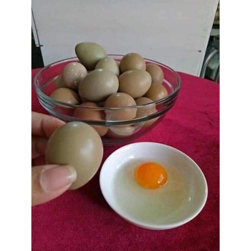 Trứng chim trĩ đỏ nhà nuôi 10 trứng | BigBuy360 - bigbuy360.vn