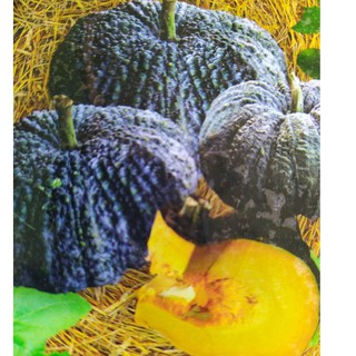 Hạt giống bí đỏ da cóc F1