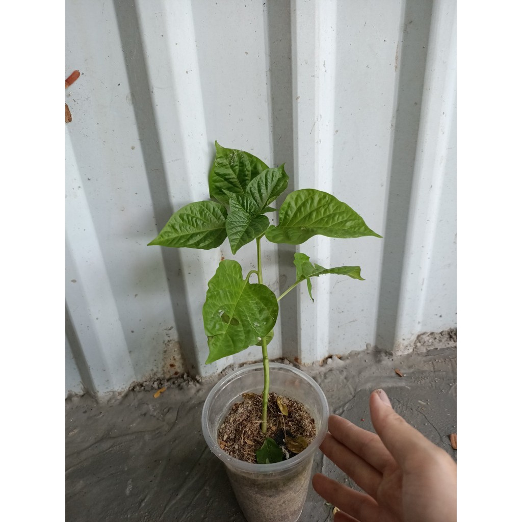 Cây ớt Habanero đỏ trưởng thành cho trái siêu cay - cây đang hoặc sắp cho hoa