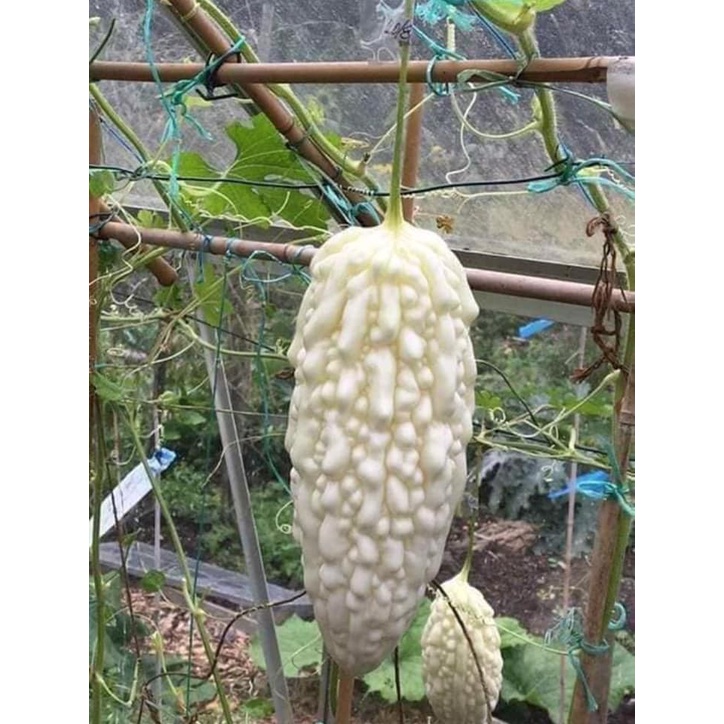 2Gram Hạt Giống Mướp Đắng Trắng Nhật Năng Suất Cao, Nhanh Thu Hoạch, Giòn Ngon