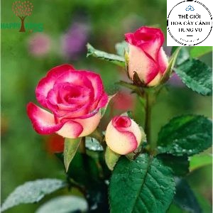Cây hoa hồng Sếu Đầu Đỏ trưởng thành - THẾ GIỚI HOA CÂY CẢNH - cao 60 cm (ảnh thật) - Đã có hoa và nụ.