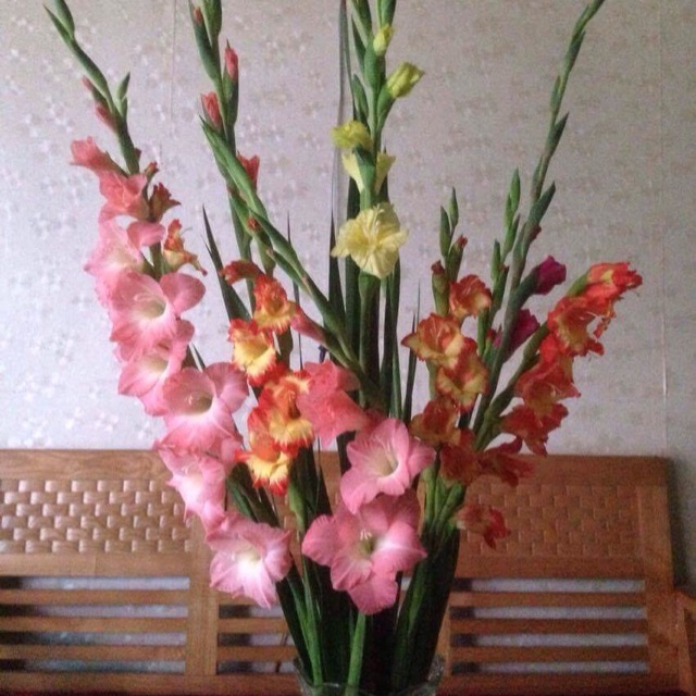 Set hạt giống