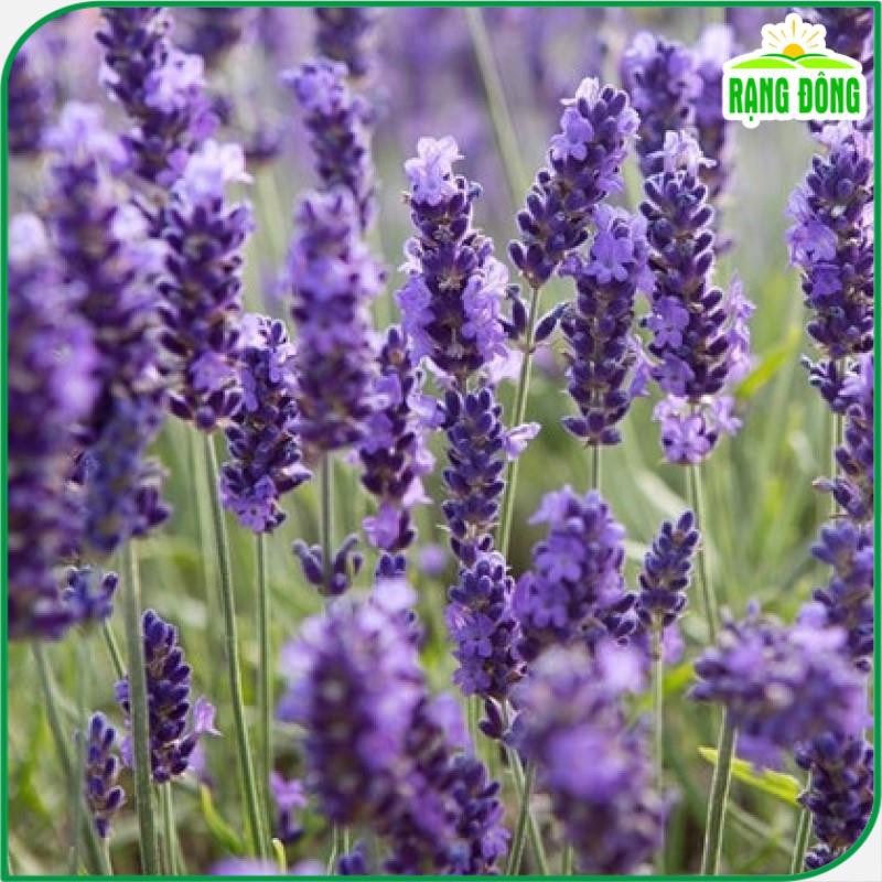 Hạt Giống Hoa Oải Hương (Hoa Lavender) Cắt Cành hoặc Trồng Chậu