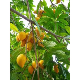 Quả trứng gà (Lêkima) tươi
