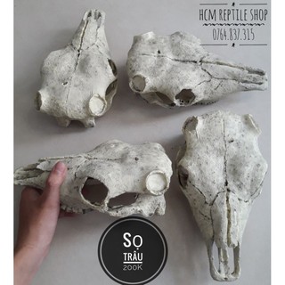 Sọ trâu trang trí