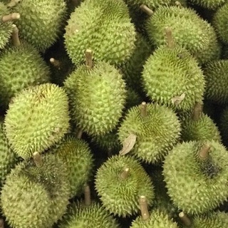 Cây Sầu Riêng Ri6 Hạt Lép