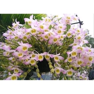 hoa lan chuỗi Ngọc chơi Tết