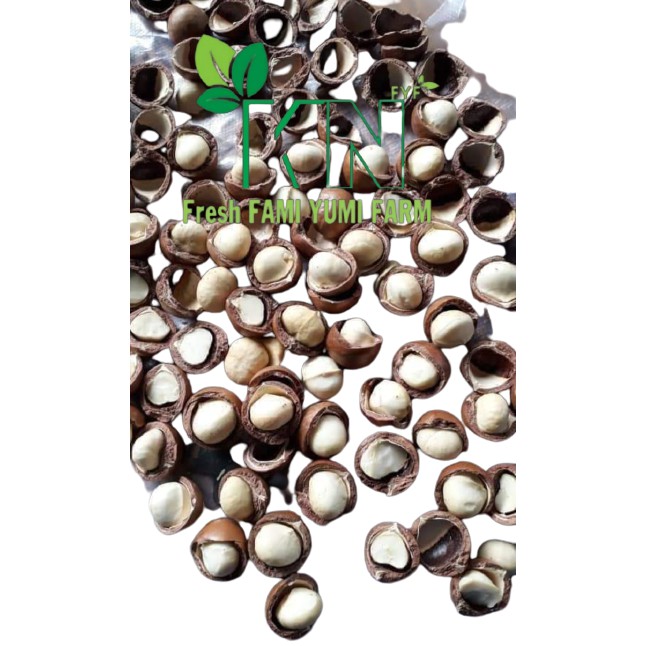 500g Hạt Macca Sach Dak Lak nhà trồng loại 1 size 23-26 kèm dụng cụ tách vỏ / Mắc ca/ hạt Mac ca | BigBuy360 - bigbuy360.vn