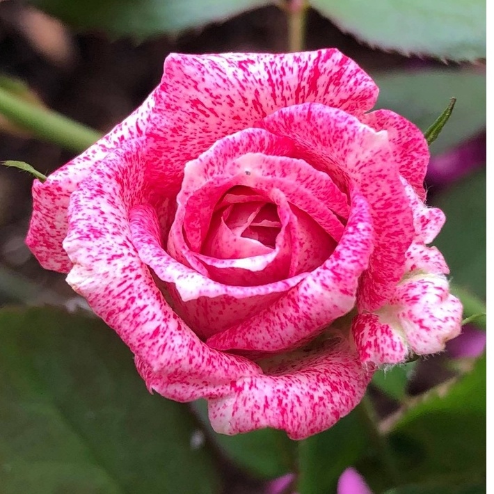 Hoa hồng ngoại Lady Candle rose hồng sọc trộn trắng – Vẻ đẹp lôi cuốn mọi người yêu hoa - Vườn Hoa Melinhrose