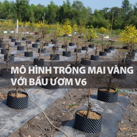 Bầu Ươm Cây V6 cao 60cm loại dày - kèm bộ vít
