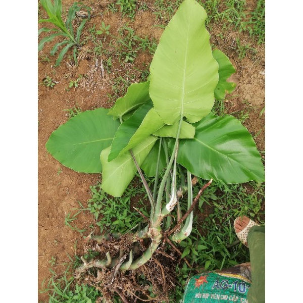 Cây trầu bà rừng khổng lồ