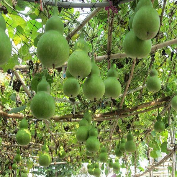 Hạt giống Bầu Hồ Lô Hồng Thất Công F1 siêu quả