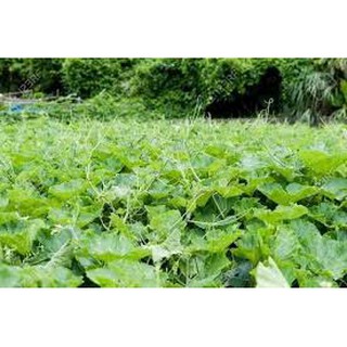 20GR - HẠT GIỐNG BÍ SIÊU NGỌN