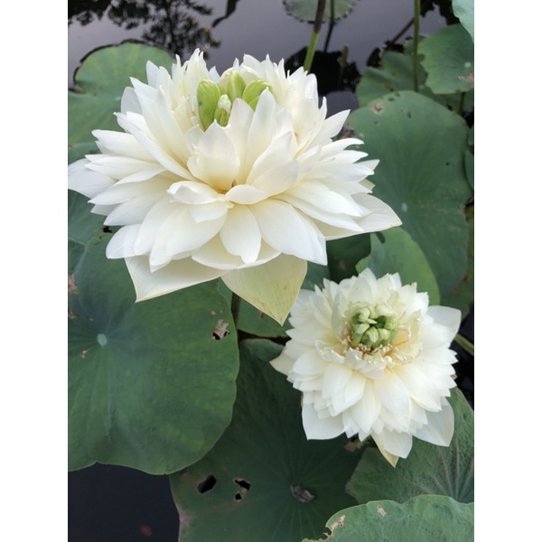 Củ sen Green Cloud