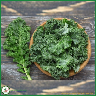 Hạt giống Cải Kale (Cải rổ Xoăn) TN 69